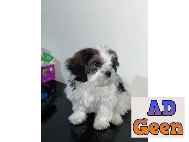 used Beautiful Shih Tzu Puppies Available in Delhi for sale for sale 